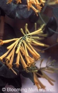 Lonicera sempervirens 'John Clayton'               Lonicera sempervirens 'John Clayton'